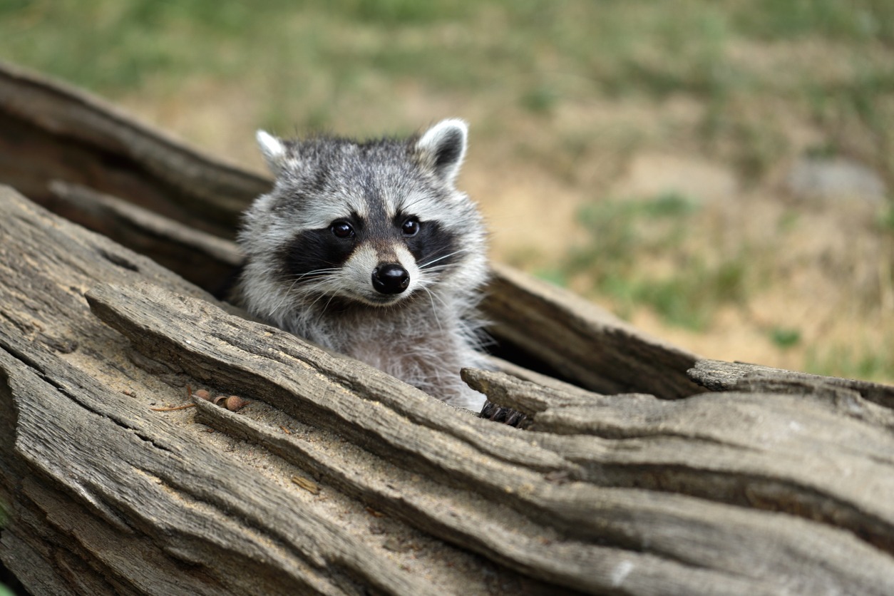 Long Island Raccoon Removal Videos | All Care Pest Control