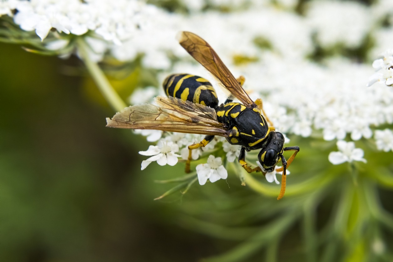 Wasps | Pest Learning Center from All Care Pest Control
