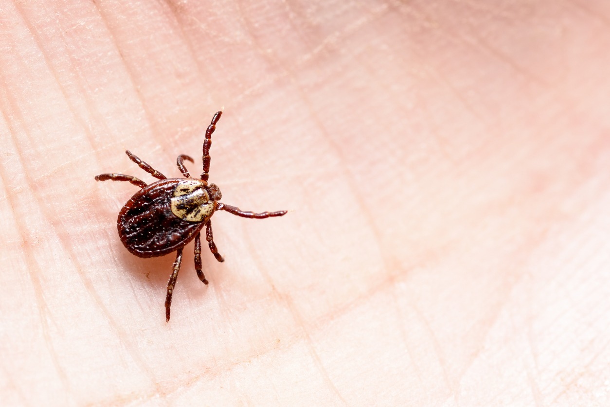 Ticks Pest Learning Center All Care Pest Control